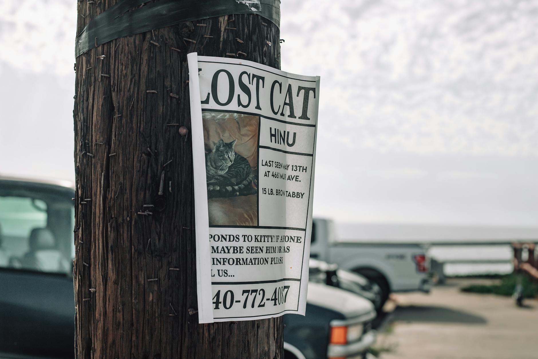 A lost cat poster is attached to a utility pole in a street setting, seeking the community's help.